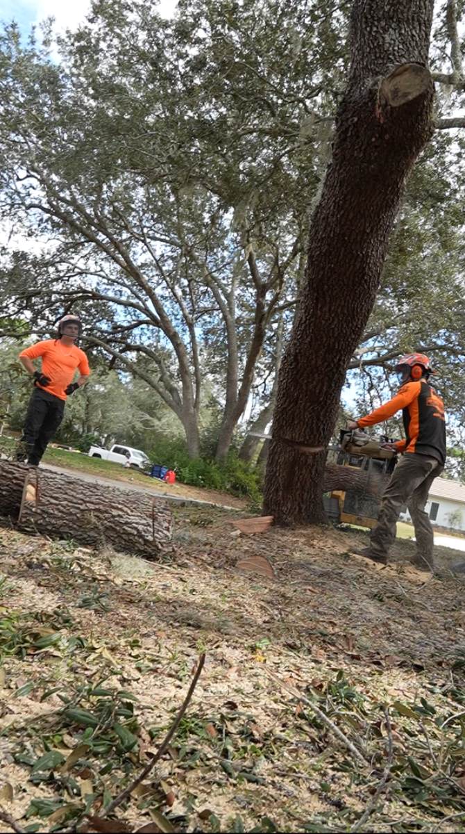 Oak tree removal — Southern Standard Tree Service