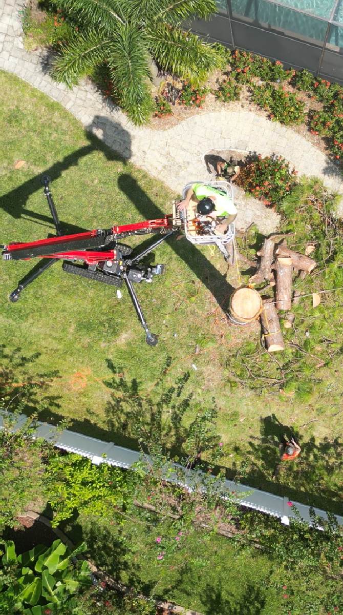 Pine tree removal — Casselberry area
